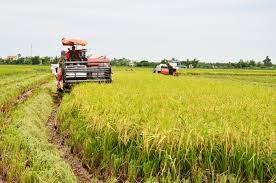 Kim Thành tăng gần 50ha thực hiện mô hình tích tụ ruộng đất sản xuất lúa tập trung